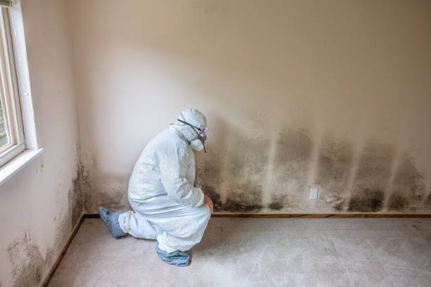 Etna, PA Mold Inspection, Removal & Remediation Company